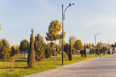 Yeşil çim tarlası olan parkın güzel sabah ışığı.