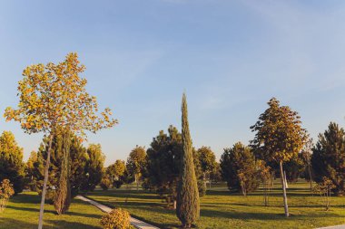 Yeşil çim tarlası olan parkın güzel sabah ışığı.