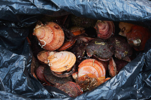 fresh raw quahog in the bag on ice,close up.