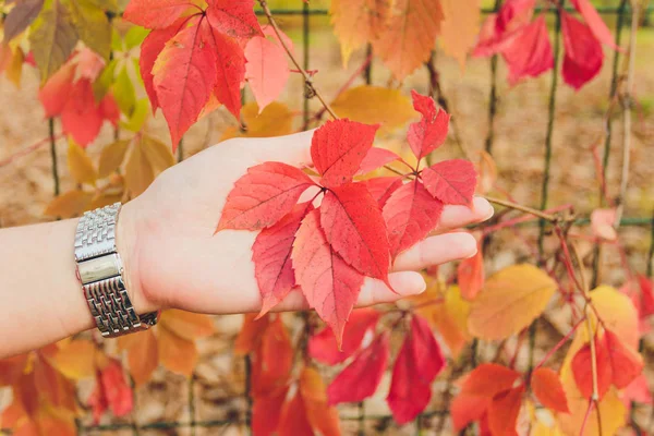 Jesienna gałąź klonu z czerwonymi liśćmi. — Zdjęcie stockowe