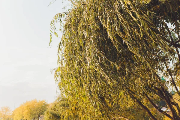 Huilende wilgenboom in het publieke park. — Stockfoto