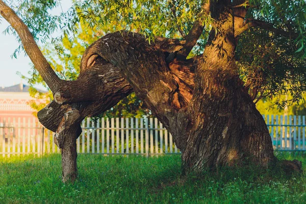 Arbre centenaire avec grand tronc et grandes racines au-dessus du sol . — Photo