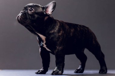 Yakın çekim portre, komik gülümsedi Fransız Bulldog köpek ve merakla bakıyor, ön görüntülemek, göl kenarında siyah arka plan üzerine.