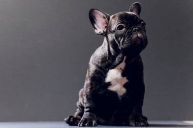 Yakın çekim portre, komik gülümsedi Fransız Bulldog köpek ve merakla bakıyor, ön görüntülemek, göl kenarında siyah arka plan üzerine.