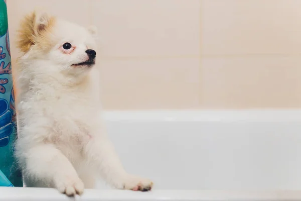 Pomiranian puppy hond wassen in het bad. — Stockfoto