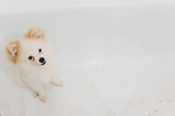 Chien de Poméranie lavage de chien dans le bain . — Photo