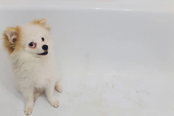 Pomiranian Welpen Hundewäsche in der Badewanne. — Stockfoto