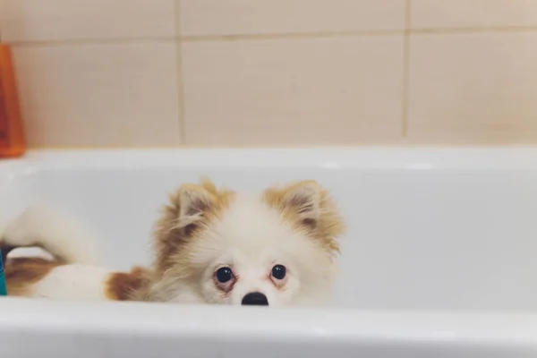 Chien de Poméranie lavage de chien dans le bain . — Photo