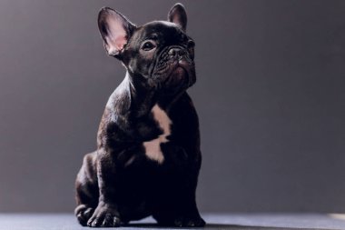 Yakın çekim portre, komik gülümsedi Fransız Bulldog köpek ve merakla bakıyor, ön görüntülemek, göl kenarında siyah arka plan üzerine.