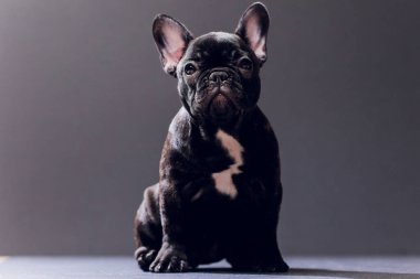 Yakın çekim portre, komik gülümsedi Fransız Bulldog köpek ve merakla bakıyor, ön görüntülemek, göl kenarında siyah arka plan üzerine.