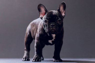 Yakın çekim portre, komik gülümsedi Fransız Bulldog köpek ve merakla bakıyor, ön görüntülemek, göl kenarında siyah arka plan üzerine.