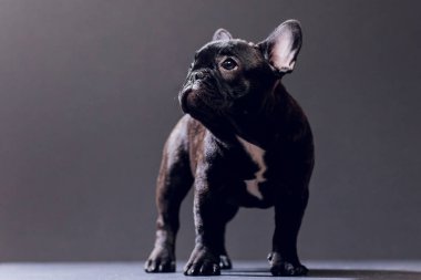 Yakın çekim portre, komik gülümsedi Fransız Bulldog köpek ve merakla bakıyor, ön görüntülemek, göl kenarında siyah arka plan üzerine.