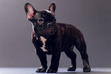 Yakın çekim portre, komik gülümsedi Fransız Bulldog köpek ve merakla bakıyor, ön görüntülemek, göl kenarında siyah arka plan üzerine.