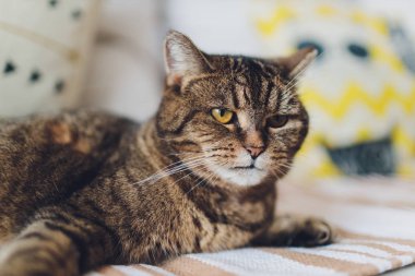 Sweet golden cat lying on the couch and looking away.