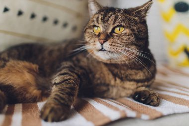 Sweet golden cat lying on the couch and looking away.