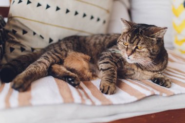 Sweet golden cat lying on the couch and looking away.