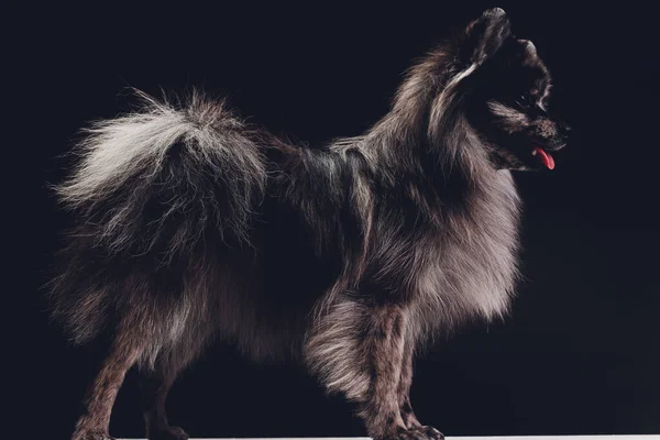 Estudio de un adorable spitz lobo sentado sobre fondo negro . — Foto de Stock