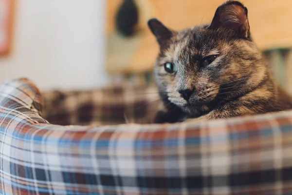 Sweet golden cat lying on the couch and looking away. — Stock Photo, Image