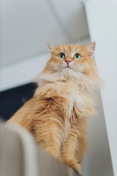 Belo gato vermelho em foco. Olho de gato . — Fotografia de Stock