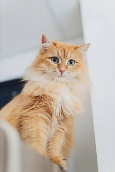 Belo gato vermelho em foco. Olho de gato . — Fotografia de Stock