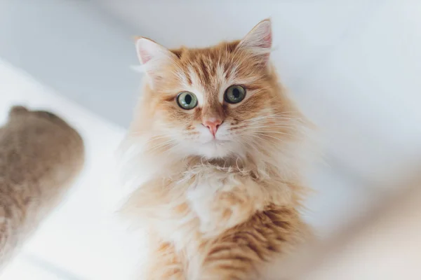 Krásná červená kočka v ohnisku. Kočičí oko. — Stock fotografie