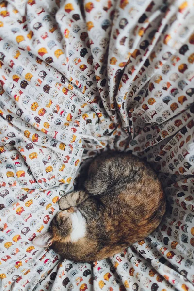 Słodki złoty kot leżący na kanapie i odwracający wzrok. — Zdjęcie stockowe