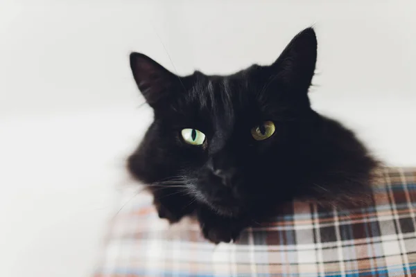 Sweet golden cat lying on the couch and looking away. — ストック写真