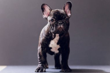 Yakın çekim portre, komik gülümsedi Fransız Bulldog köpek ve merakla bakıyor, ön görüntülemek, göl kenarında siyah arka plan üzerine.