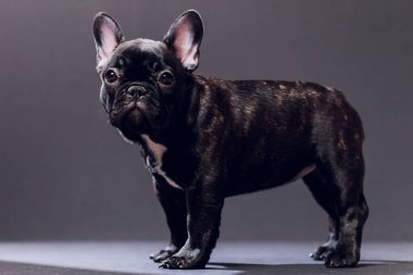 Yakın çekim portre, komik gülümsedi Fransız Bulldog köpek ve merakla bakıyor, ön görüntülemek, göl kenarında siyah arka plan üzerine.