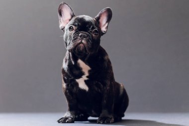 Yakın çekim portre, komik gülümsedi Fransız Bulldog köpek ve merakla bakıyor, ön görüntülemek, göl kenarında siyah arka plan üzerine.