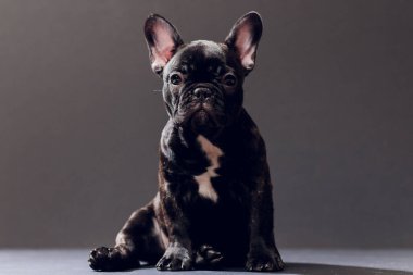Yakın çekim portre, komik gülümsedi Fransız Bulldog köpek ve merakla bakıyor, ön görüntülemek, göl kenarında siyah arka plan üzerine.