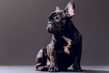 Yakın çekim portre, komik gülümsedi Fransız Bulldog köpek ve merakla bakıyor, ön görüntülemek, göl kenarında siyah arka plan üzerine.