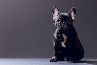 Yakın çekim portre, komik gülümsedi Fransız Bulldog köpek ve merakla bakıyor, ön görüntülemek, göl kenarında siyah arka plan üzerine.
