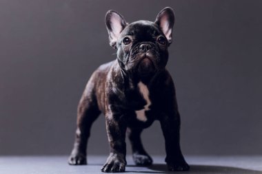 Yakın çekim portre, komik gülümsedi Fransız Bulldog köpek ve merakla bakıyor, ön görüntülemek, göl kenarında siyah arka plan üzerine.