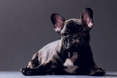 Yakın çekim portre, komik gülümsedi Fransız Bulldog köpek ve merakla bakıyor, ön görüntülemek, göl kenarında siyah arka plan üzerine.