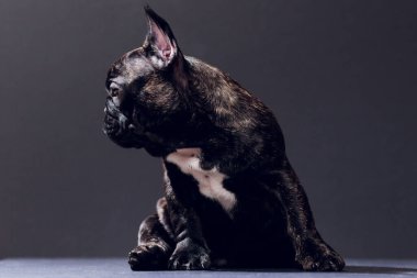 Yakın çekim portre, komik gülümsedi Fransız Bulldog köpek ve merakla bakıyor, ön görüntülemek, göl kenarında siyah arka plan üzerine.