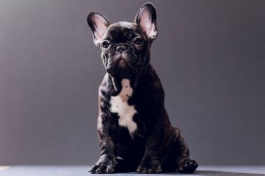 Yakın çekim portre, komik gülümsedi Fransız Bulldog köpek ve merakla bakıyor, ön görüntülemek, göl kenarında siyah arka plan üzerine.