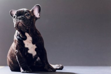 Yakın çekim portre, komik gülümsedi Fransız Bulldog köpek ve merakla bakıyor, ön görüntülemek, göl kenarında siyah arka plan üzerine.