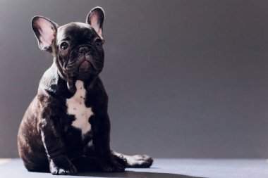 Yakın çekim portre, komik gülümsedi Fransız Bulldog köpek ve merakla bakıyor, ön görüntülemek, göl kenarında siyah arka plan üzerine.