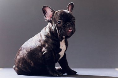 Yakın çekim portre, komik gülümsedi Fransız Bulldog köpek ve merakla bakıyor, ön görüntülemek, göl kenarında siyah arka plan üzerine.