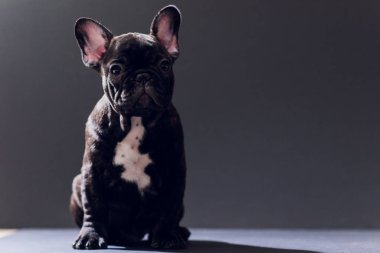 Yakın çekim portre, komik gülümsedi Fransız Bulldog köpek ve merakla bakıyor, ön görüntülemek, göl kenarında siyah arka plan üzerine.