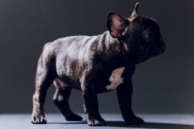 Yakın çekim portre, komik gülümsedi Fransız Bulldog köpek ve merakla bakıyor, ön görüntülemek, göl kenarında siyah arka plan üzerine.