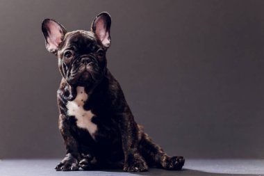 Yakın çekim portre, komik gülümsedi Fransız Bulldog köpek ve merakla bakıyor, ön görüntülemek, göl kenarında siyah arka plan üzerine.