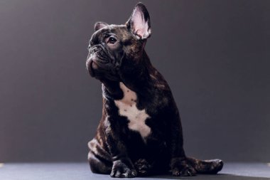 Yakın çekim portre, komik gülümsedi Fransız Bulldog köpek ve merakla bakıyor, ön görüntülemek, göl kenarında siyah arka plan üzerine.