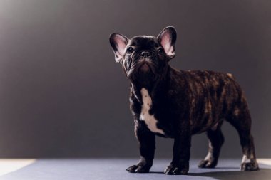 Yakın çekim portre, komik gülümsedi Fransız Bulldog köpek ve merakla bakıyor, ön görüntülemek, göl kenarında siyah arka plan üzerine.