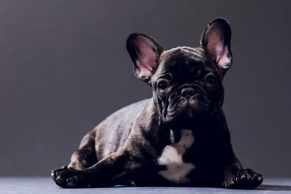 Primo piano Ritratto di divertente sorriso Bulldog cane francese e curiosamente guardando, Vista frontale, Isolato su sfondo nero . — Foto Stock