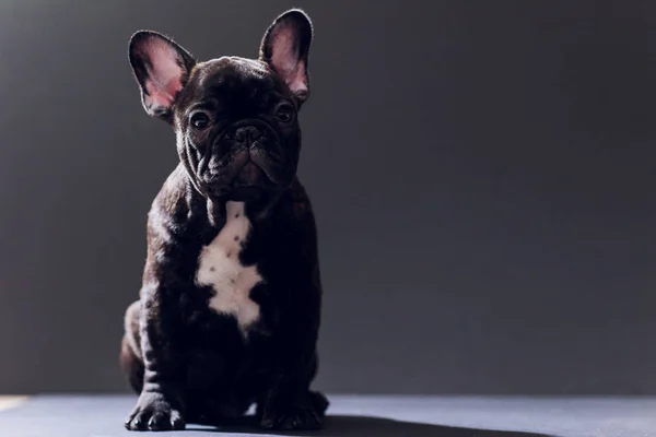 Närbild porträtt av rolig log Fransk Bulldog hund och nyfiket, Front Visa, isolerade på svart bakgrund. — Stockfoto