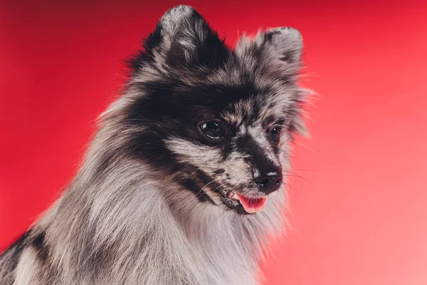 Retrato de um jovem lobo spitz filmado em estúdio em um fundo vermelho . — Fotografia de Stock