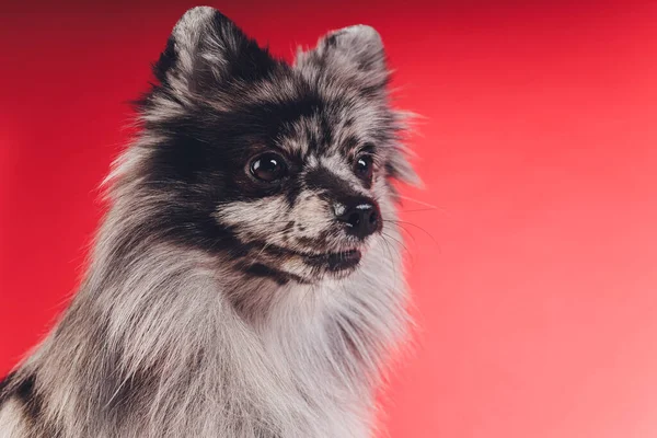 Portrait of a young wolf spitz shot in studio on a red background. — 스톡 사진