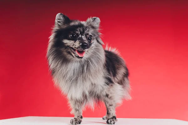 Retrato de um jovem lobo spitz filmado em estúdio em um fundo vermelho . — Fotografia de Stock